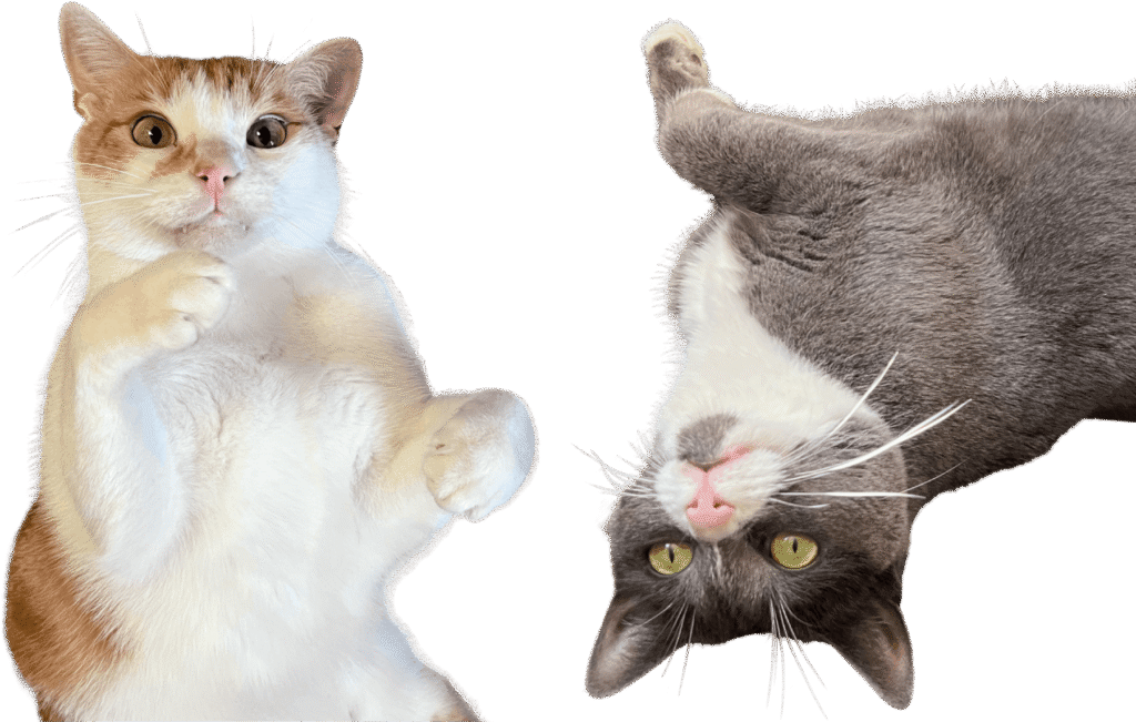 2 cats - white-ginger Rudolph and grey-white Shara